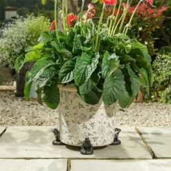 Jardinopia Plant Pot Feet Bronze Frog - Set Of 3 7 Jardinopia Plant Pot Feet Bronze Frog - Set Of 3 -Outdoor Garden Care 1177294 4