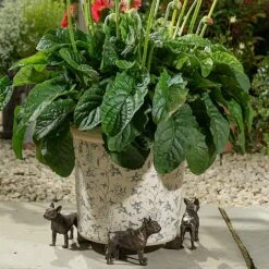 Jardinopia Plant Pot Feet Bronze French Bulldog 5 Jardinopia Plant Pot Feet Bronze French Bulldog -Outdoor Garden Care 1177301 3